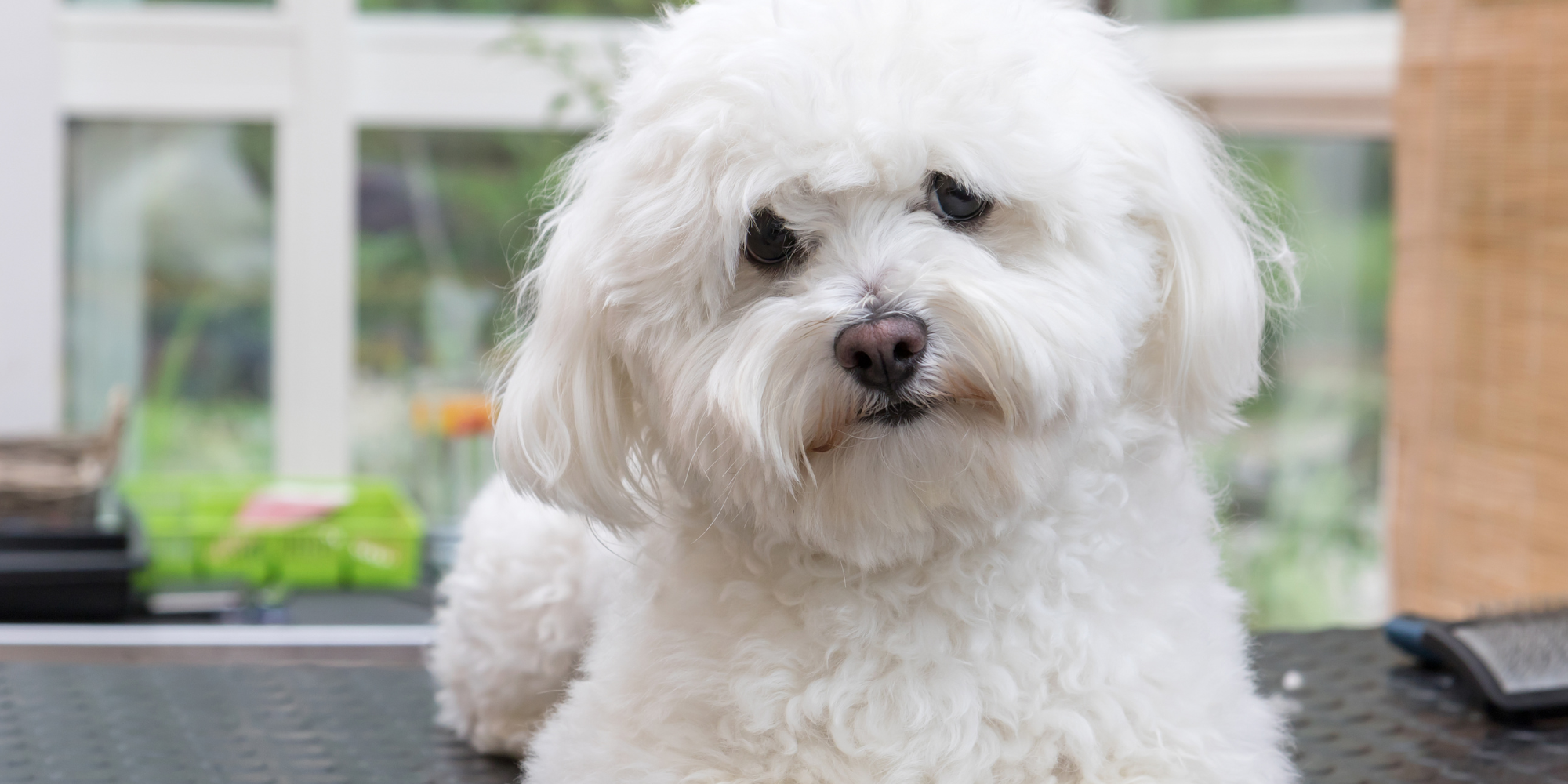 7 PŘÍZNAKŮ STÁRNUTÍ PSŮ