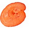 reishi 7.761696527
